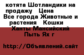 котята Шотландики на продажу › Цена ­ 5 000 - Все города Животные и растения » Кошки   . Ханты-Мансийский,Пыть-Ях г.
